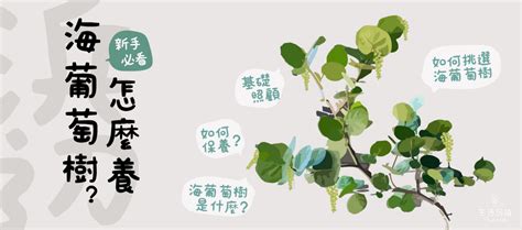 海葡萄樹果實可以吃嗎|海葡萄基礎照顧指南